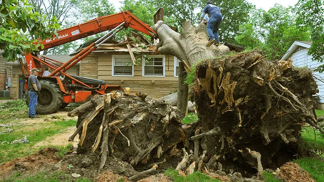Emergency Tree Removal
