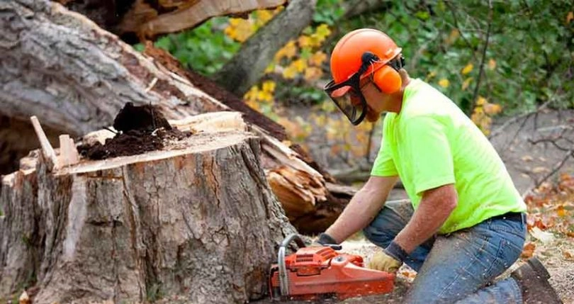 Stump Grinding